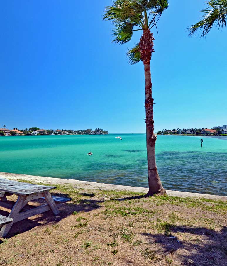 Palm Tree and Blue Water Near Siesta Key Vacation Rentals